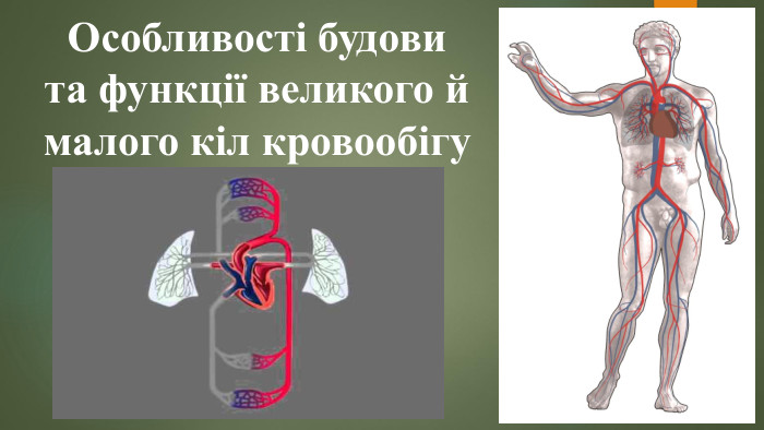Особливості будови та функції великого й малого кіл кровообігу