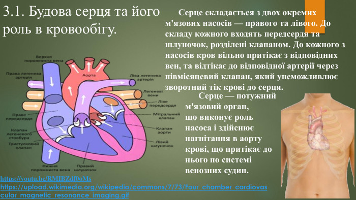 3.1. Будова серця та його роль в кровообігу.	Серце складається з двох окремих м'язових насосів — правого та лівого. До складу кожного входять передсердя та шлуночок, розділені клапаном. До кожного з насосів кров вільно притікає з відповідних вен, та відтікає до відповідної артерії через півмісяцевий клапан, який унеможливлює зворотний тік крові до серця.https://upload.wikimedia.org/wikipedia/commons/7/73/Four_chamber_cardiovascular_magnetic_resonance_imaging.gif https://youtu.be/RMIBZdf0o. Ms Серце — потужний м'язовий орган, що виконує роль насоса і здійснює нагнітання в аорту крові, що притікає до нього по системі венозних судин.