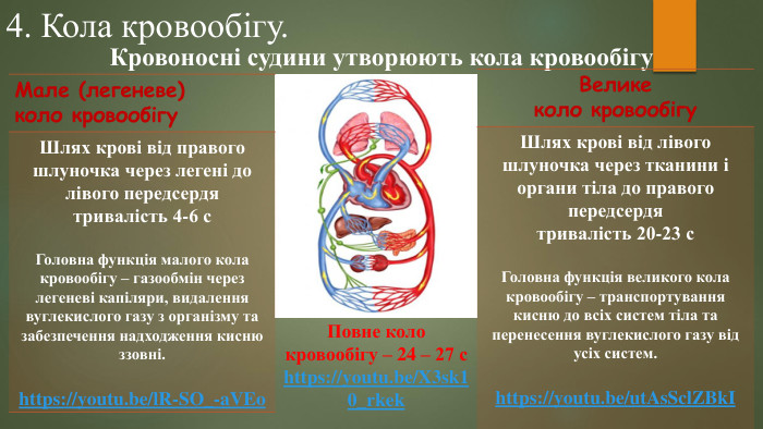 4. Кола кровообігу. Кровоносні судини утворюють кола кровообігу. Повне коло кровообігу – 24 – 27 сhttps://youtu.be/X3sk10_rkek{0 E3 FDE45-AF77-4 B5 C-9715-49 D594 BDF05 E}Мале (легеневе) коло кровообігу. Шлях крові від правого шлуночка через легені до лівого передсердятривалість 4-6 с. Головна функція малого кола кровообігу – газообмін через легеневі капіляри, видалення вуглекислого газу з організму та забезпечення надходження кисню ззовні.https://youtu.be/l. R-SO_-a. VEo{0 E3 FDE45-AF77-4 B5 C-9715-49 D594 BDF05 E}Велике коло кровообігу. Шлях крові від лівого шлуночка через тканини і органи тіла до правого передсердятривалість 20-23 с. Головна функція великого кола кровообігу – транспортування кисню до всіх систем тіла та перенесення вуглекислого газу від усіх систем. https://youtu.be/ut. As. Scl. ZBk. I