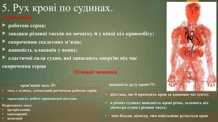 5. Рух крові по судинах. Зумовлений:роботою серця;завдяки різниці тисків на початку й у кінці кіл кровообігу;скорочення скелетних м’язів;наявність клапанів у венах;еластичні сили судин, які запасають енергію під час скорочення серця. Основні чинникикров’яний тиск (P)швидкість руху крові (V){0 E3 FDE45-AF77-4 B5 C-9715-49 D594 BDF05 E}тиск у судинах, зумовлений ритмічною роботою серця;характеризує роботу кровоносної системи;Розрізняють тиск:артеріальний;капілярний;венозний{0 E3 FDE45-AF77-4 B5 C-9715-49 D594 BDF05 E}відстань, що її проходить кров за одиницю час (см/с);в різних судинах швидкість крові різна, залежить від діаметра судин і різниці тиску;чим більше діаметр, тим повільніше рухається кров