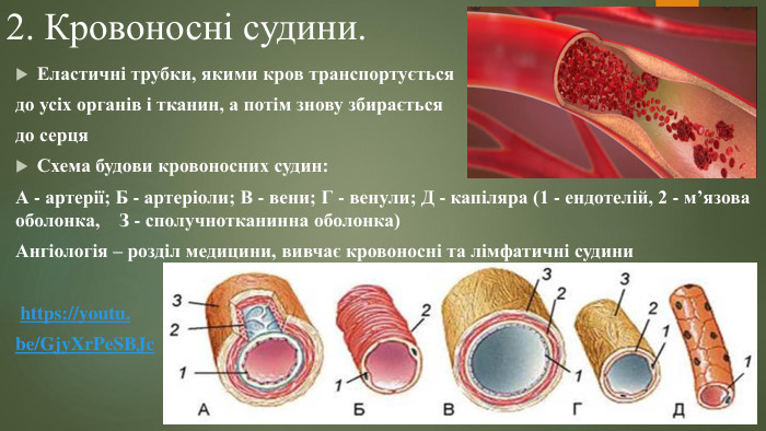 2. Кровоносні судини. Еластичні трубки, якими кров транспортується до усіх органів і тканин, а потім знову збирається до серця. Схема будови кровоносних судин: А - артерії; Б - артеріоли; В - вени; Г - венули; Д - капіляра (1 - ендотелій, 2 - м’язова оболонка, З - сполучнотканинна оболонка)Ангіологія – розділ медицини, вивчає кровоносні та лімфатичні судини https://youtu.be/Gjy. Xr. Pe. SBJc