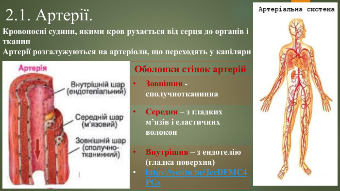 2.1. Артерії. Кровоносні судини, якими кров рухається від серця до органів і тканин Артерії розгалужуються на артеріоли, що переходять у капіляри{0 E3 FDE45-AF77-4 B5 C-9715-49 D594 BDF05 E}Оболонки стінок артерій. Зовнішня - сполучнотканинна. Середня – з гладких м’язів і еластичних волокон. Внутрішня – з ендотелію (гладка поверхня)https://youtu.be/Jcc. DFMC4 PGs
