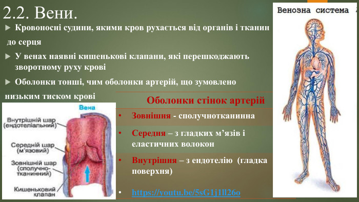 2.2. Вени. Кровоносні судини, якими кров рухається від органів і тканин до серця. У венах наявні кишенькові клапани, які перешкоджають зворотному руху кровіОболонки тонші, чим оболонки артерій, що зумовленонизьким тиском крові{0 E3 FDE45-AF77-4 B5 C-9715-49 D594 BDF05 E}Оболонки стінок артерій. Зовнішня - сполучнотканинна. Середня – з гладких м’язів і еластичних волокон. Внутрішня – з ендотелію (гладка поверхня)https://youtu.be/5s. G1j1ll26o