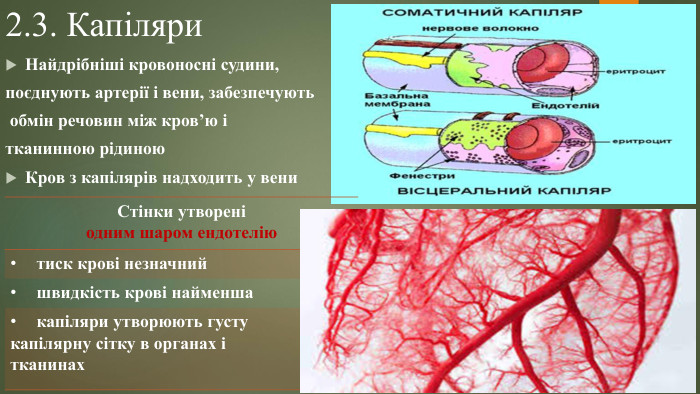2.3. Капіляри. Найдрібніші кровоносні судини, поєднують артерії і вени, забезпечують обмін речовин між кров’ю і тканинною рідиною. Кров з капілярів надходить у вени{0 E3 FDE45-AF77-4 B5 C-9715-49 D594 BDF05 E}Стінки утворені одним шаром ендотеліютиск крові незначнийшвидкість крові найменшакапіляри утворюють густу капілярну сітку в органах і тканинах