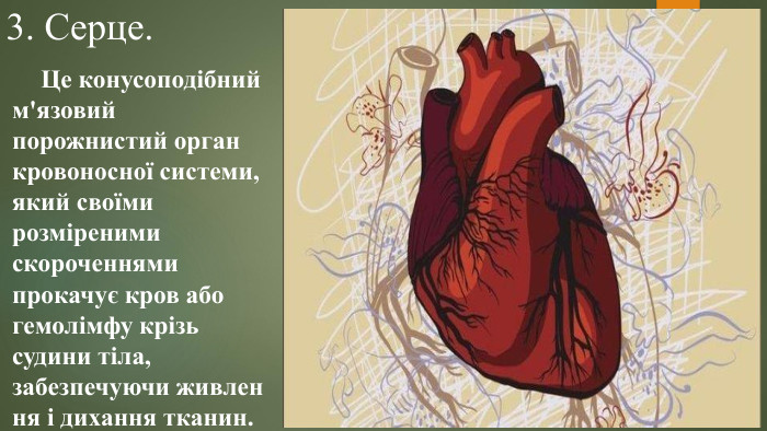 3. Серце.	Це конусоподібний м'язовий порожнистий орган кровоносної системи, який своїми розміреними скороченнями прокачує кров або гемолімфу крізь судини тіла, забезпечуючи живлення і дихання тканин. 