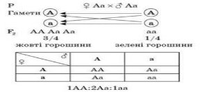 https://subject.com.ua/lesson/biology/10klas_2/10klas_2.files/image019.jpg