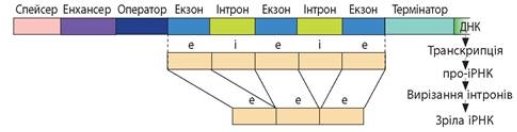 https://history.vn.ua/pidruchniki/sobol-biology-and-ecology-10-class-2018-standard-level/sobol-biology-and-ecology-10-class-2018-standard-level.files/image227.jpg