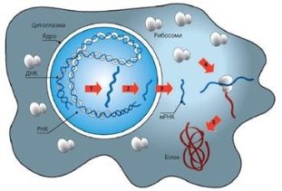 https://history.vn.ua/pidruchniki/sobol-biology-and-ecology-10-class-2018-standard-level/sobol-biology-and-ecology-10-class-2018-standard-level.files/image228.jpg