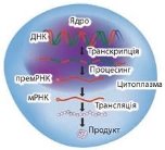 https://history.vn.ua/pidruchniki/zadorozhnij-biology-and-ecology-10-class-2018-standard-level/zadorozhnij-biology-and-ecology-10-class-2018-standard-level.files/image209.jpg