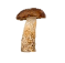 https://thumbs.dreamstime.com/z/brown-cap-boletus-mushroom-26526267.jpg