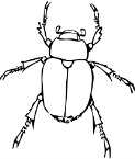 Картинки по запросу розмальовка  жука