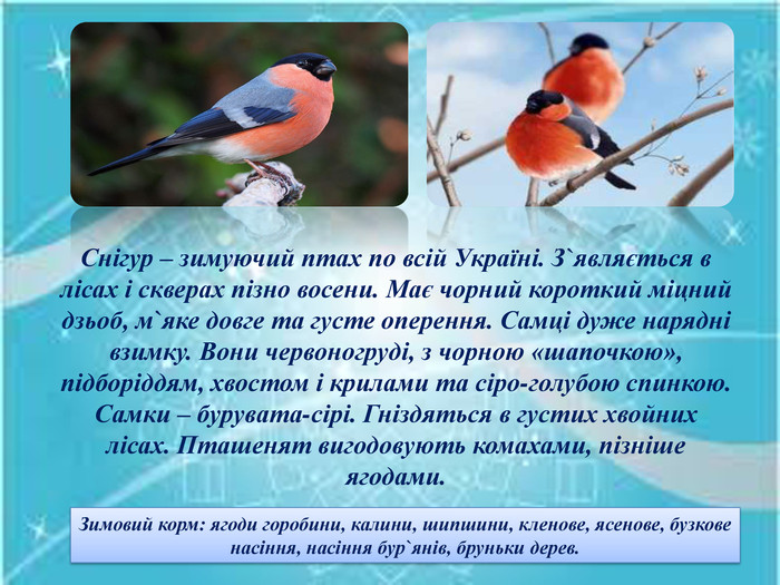Снігур – зимуючий птах по всій Україні. З`являється в лісах і скверах пізно восени. Має чорний короткий міцний дзьоб, м`яке довге та густе оперення. Самці дуже нарядні взимку. Вони червоногруді, з чорною «шапочкою», підборіддям, хвостом і крилами та сіро-голубою спинкою. Самки – бурувата-сірі. Гніздяться в густих хвойних лісах. Пташенят вигодовують комахами, пізніше ягодами. Зимовий корм: ягоди горобини, калини, шипшини, кленове, ясенове, бузкове насіння, насіння бур`янів, бруньки дерев. 