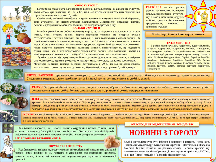 У світі існує близько 5 тис. сортів картоплі. КАРТО́ПЛЯ — вид рослин родини пасльонових, поширена сільськогосподарська культура, яку в народі називають «другим хлібом»; одна з найважливіших продовольчих, технічних і кормових культур. НАЗВИ-СИНОНІМИ В Україні також «бу́льба», «бараболя», рідше «крумплі», «ґрул'і», «барабу́рка», «бори́шка», «бу́рка», «гадабу́рка», «мандибу́рка», «рі́па». У наддністрянських говірках на позначення цієї рослини використовують значну кількість назв: барабóля, бандýрка, банц, барабíй, барабíль, барабíн, барабóлє, барбóлька, барабóна, барабýля, біб, бóбик, бóблюх, бóльба, бýльба, бульбáк, бульбáни, бульбáх, ґрýля, ґрýшка, карто́па, картóх, картóха, картóхлі, мадибýрка, мандибýрка. ПЛІД — багатонасінна двогніздова ягода. Вона округла або округло-овальна, жовто-зелена. Насіння дрібне, яйцеподібно сплюснуте, блідо-жовте або кремове. Маса 1000 насінин — 0,5-0,6 г. Плід формується до осені і являє собою темно-зелену, в зрілому виді зеленувато-білу м'ясисту ягоду 2 см в діаметрі. Ягода має аромат суниці, але отруйна, оскільки містить алкалоїд соланін. Насіння дуже дрібні. Для розмноження використовуються рідко, в основному в селекційних цілях, хоча розроблені методики вирощування картоплі з насіння з метою отримання більш здорового посівного матеріалу. ЛІКУВАЛЬНА ЦІННІСТЬ Бульби картоплі широко застосовуються як високодієтичний продукт при лікуванні хвороб нирок, печінки та ін. Картопля є сировиною для одержання крохмалю, глюкози, спирту і молочної кислоти, які широко використовуються в лікувальній практиці. ОПИС КАРТОПЛІ Багаторічна трав'яниста клубненосное рослина, возделываемое як однорічна культура. Являє собою кущ заввишки до 1 м, з 4-6, іноді 6-8 стеблами, кількість яких залежить від сорти і величини посадкового бульби. Стебла голі, ребристі, заглиблена в ґрунт частина їх випускає довгі бічні відростки, звані столонами. На кінцях столонів розвиваються модифіковані потовщені пагони, бульби, є продуктивним органом рослини, що використовуються в їжу. БУЛЬБИ КАРТОПЛІ Бульба картоплі являє собою розвинену нирку, що складається з наповнені крохмалем клітин, зовні покриту тонким шаром пробкової тканини. На поверхні бульби розташовуються пазушні бруньки, так звані очі, з яких розвиваються молоді пагони. На одній картоплині в залежності від сорту є від 3 до 15 вічок, кожен з яких містить кілька нирок. Одна з них називається головною і проростає першої, інші залишаються сплячими. Якщо паростки картоплі, утворені головною ниркою, пошкоджуються, прокидаються сплячі нирки, але з них формуються більш слабкі пагони. Для поглинання повітря і випаровування вологи на поверхні бульб є спеціальні органи, звані чечевичками. Бульби залежно від сорту можуть бути круглими, довгастими, овальними, з шкіркою білого, рожевого, червоно-фіолетового кольору, м'якоттю білою, кремовою або жовтою. Мичкувата коренева система рослини, розташована в 20-40 см від поверхні грунту, максимального розвитку досягає до моменту бутонізації, при дозріванні бульб відмирає. КЛУБНІ картоплі можуть бути і білого, і рожевого, і жовтого, і червоного, і навіть синього кольору. Батьківщина картоплі – Центральна і Південна Америка. Індійці називали цю рослину «папа». Першою країною яку «завоювала» картопля була Франція. До нас картопля прийшла у XVII н.., коли цар Петро I прислав з Голландії мішок картоплі. Вся бадилля картоплі, як і ягоди, містить отруйний алкалоїд соланін, який захищає рослину від бактерій і деяких видів комах. Знаходяться на світлі бульби набувають зелений колір, накопичуючи хлорофіл, і в них утворюється соланін. Такі бульби в їжу вживати не можна.. ЛИСТЯ КАРТОПЛІ переривчасто-непарноперисті, розсічені, у залежності від сорту можуть бути від світло-зеленого до темно-зеленого кольору. Складаються з черешка, кількох пар бічних часток і кінцевої частки, розташовуються на стеблі по спіралі. КВІТКИ білі, рожеві або фіолетові, з колосовидним віночком, зібраним з п'яти пелюсток, зрощених між собою, утворюють щитковидне суцвіття, розташоване на вершині стебла. Рослина самозапильна, але зустрічаються і сорти з перехресним запиленням. Клубні картоплі можуть бути і білого, і рожевого, і жовтого, і червоного, і навіть синього кольору. Батьківщина картоплі – Центральна і Південна Америка. Індійці називали цю рослину «папа». Першою країною яку «завоювала» картопля була Франція. До нас картопля прийшла у XVII н.., коли цар Петро I прислав з Голландії мішок картоплі. НОВИНИ З ГОРОДУКОРЕСПОНДЕНТ МУДОЇ ЧЕРЕПАХИ ПОВІДОМЛЯЄ24