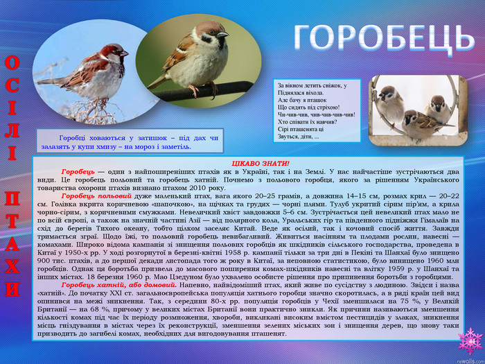 ЦІКАВО ЗНАТИ!Горобець — один з найпоширеніших птахів як в Україні, так і на Землі. У нас найчастіше зустрічаються два види. Це горобець польовий та горобець хатній. Почнемо з польового горобця, якого за рішенням Українського товариства охорони птахів визнано птахом 2010 року. Горобець польовий дуже маленький птах, вага якого 20–25 грамів, а довжина 14–15 см, розмах крил — 20–22 см. Голівка вкрита коричневою «шапочкою», на щічках та грудях — чорні плями. Тулуб укритий сірим пір’ям, а крила чорно-сірим, з коричневими смужками. Невеличкий хвіст завдовжки 5–6 см. Зустрічається цей невеликий птах мало не по всій європі, а також на значній частині Азії — від полярного кола, Уральських гір та південного підніжжя Гімалаїв на схід до берегів Тихого океану, тобто цілком заселяє Китай. Веде як осілий, так і кочовий спосіб життя. Завжди тримається зграї. Щодо їжі, то польовий горобець невибагливий. Живиться насінням та плодами рослин, навесні — комахами. Широко відома кампанія зі знищення польових горобців як шкідників сільського господарства, проведена в Китаї у 1950-х рр. У ході розгорнутої в березні-квітні 1958 р. кампанії тільки за три дні в Пекіні та Шанхаї було знищено 900 тис. птахів, а до першої декади листопада того ж року в Китаї, за неповною статистикою, було винищено 1960 млн горобців. Однак ця боротьба призвела до масового поширення комах-шкідників навесні та влітку 1959 р. у Шанхаї та інших містах. 18 березня 1960 р. Мао Цзедуном було ухвалено особисте рішення про припинення боротьби з горобцями. Горобець хатній, або домовий. Напевно, найвідоміший птах, який живе по сусідству з людиною. Звідси і назва «хатній». До початку XXІ ст. загальноєвропейська популяція хатнього горобця значно скоротилась, а в ряді країн цей вид опинився на межі зникнення. Так, з середини 80-х рр. популяція горобців у Чехії зменшилася на 75 %, у Великій Британії — на 68 %, причому у великих містах Британії вони практично зникли. Як причини називаються зменшення кількості комах під час їх періоду розмноження, хвороби, викликані високим вмістом пестицидів у злаках, зникнення місць гніздування в містах через їх реконструкції, зменшення зелених міських зон і знищення дерев, що знову таки призводить до загибелі комах, необхідних для вигодовування пташенят. ГОРОБЕЦЬ Горобці ховаються у затишок – під дах чи залазять у купи хмизу – на мороз і заметіль. ОСІЛІ ПТАХИ44 За вікном летить сніжок, y. Піднялася віхола. Але бачу я пташок. Що сидять під стріхою!Чи-чив-чив, чив-чив-чив-чив!Хто співати їх навчив?Сірі пташенята ціЗвуться, діти, ... 