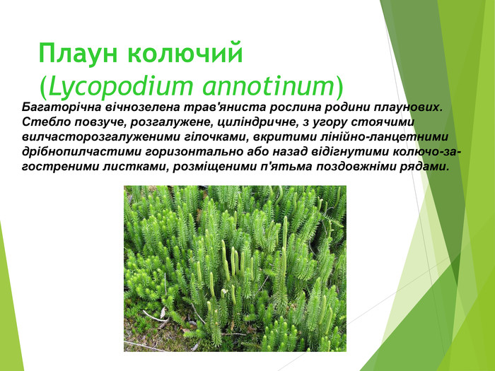 Плаун колючий (Lycopodium annotinum)  Багаторічна вічнозелена трав'я­ниста рослина родини плаунових. Стебло повзуче, розгалужене, ци­ліндричне, з угору стоячими вилчасторозгалуженими гілочка­ми, вкритими лінійно-ланцетними дрібнопилчастими горизонтально або назад відігнутими колючо-за­гостреними листками, розміще­ними п'ятьма поздовжніми ряда­ми.  