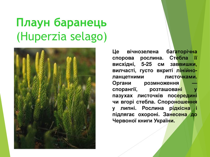 Плаун баранець (Huperzia selago)  Це вічнозелена багаторічна спорова рослина. Стебла її висхідні, 5-25 см заввишки, вилчасті, густо вкриті лінійно-ланцетними листочками. Органи розмноження — спорангії, розташовані у пазухах листочків посередині чи вгорі стебла. Спороношення у липні. Рослина рідкісна і підлягає охороні. Занесена до Червоної книги України. 