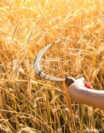 Girl cuts a sickle rye. Sickle is a hand-held traditional agricultural tool  in farmer&#39;s hand preparing to harvest. Stock Photo | Adobe Stock