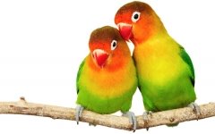 Картинки по запросу картинка love birds