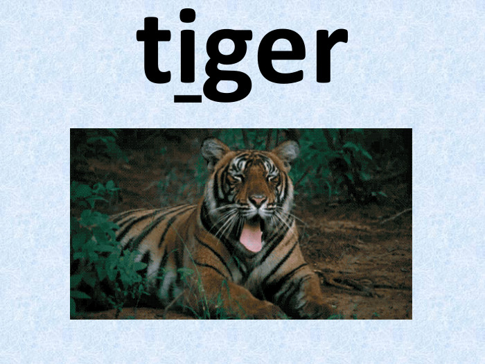 tiger