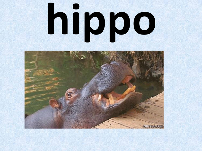 hippo