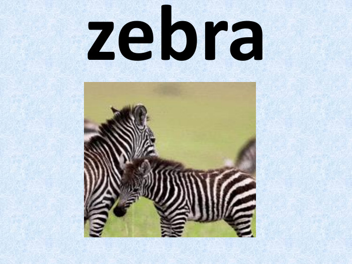zebra