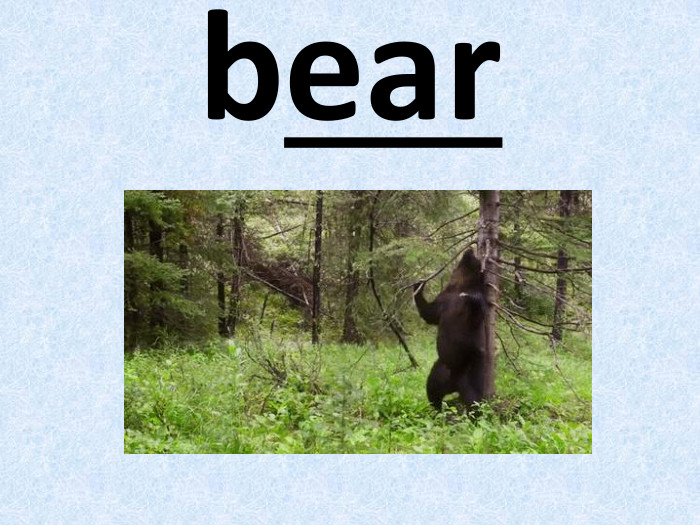 bear
