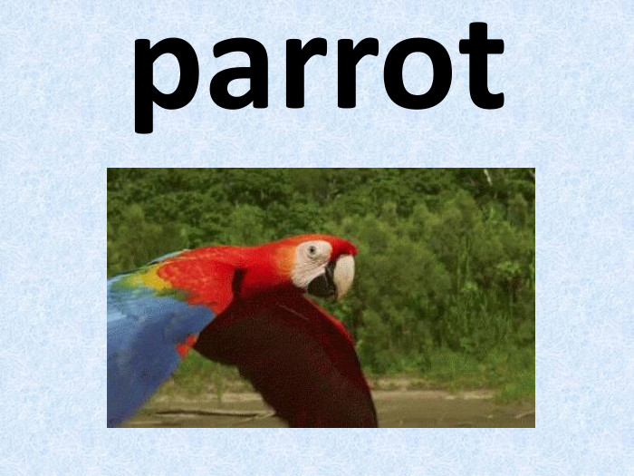 parrot