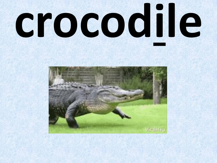 crocodile