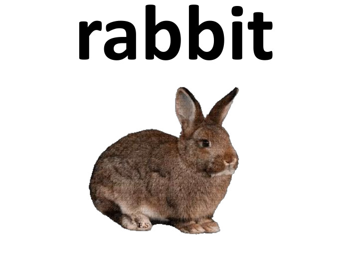 rabbit