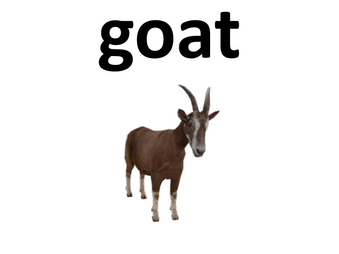 goat