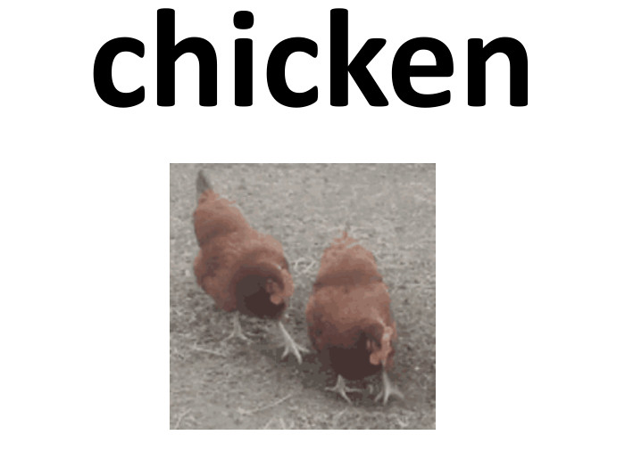 chicken