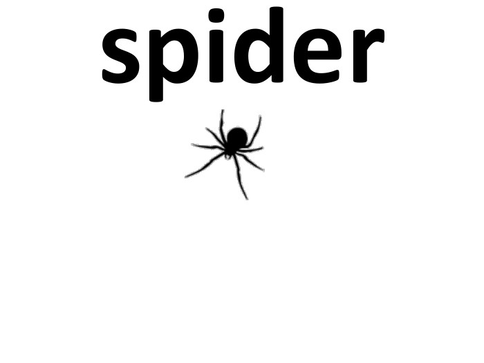 spider