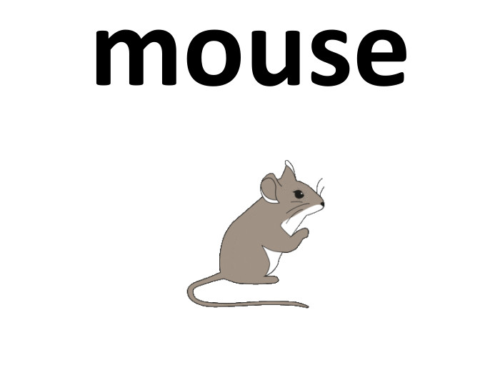 mouse