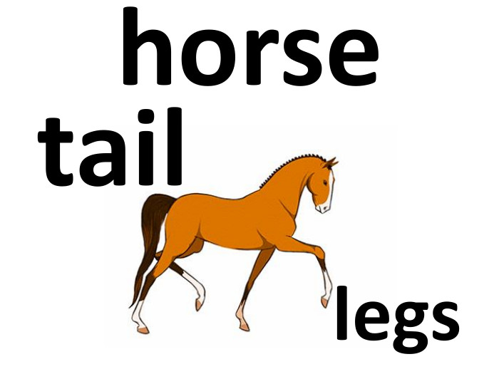 horsetaillegs