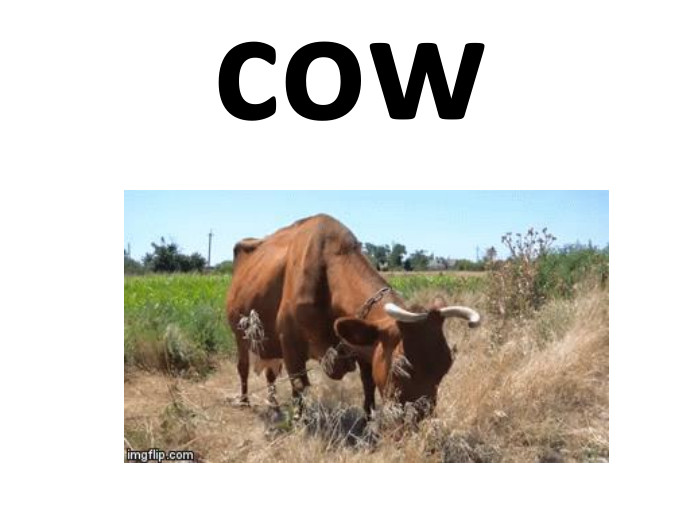 cow