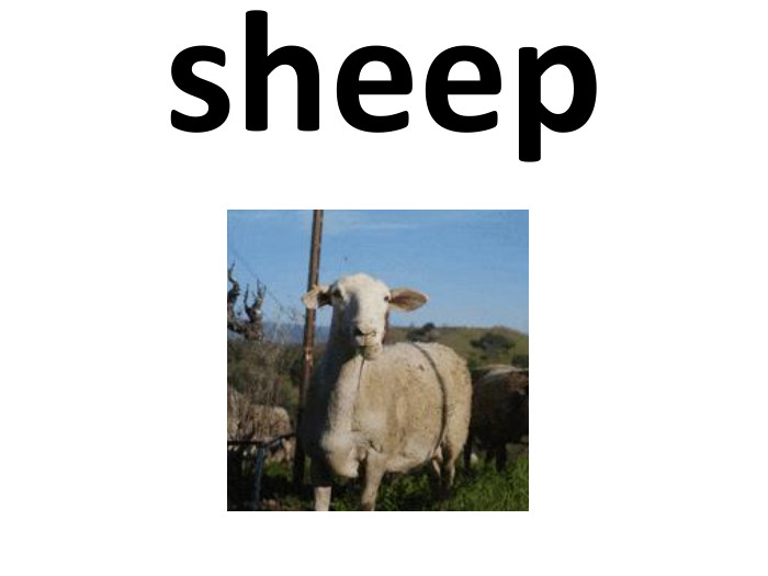sheep