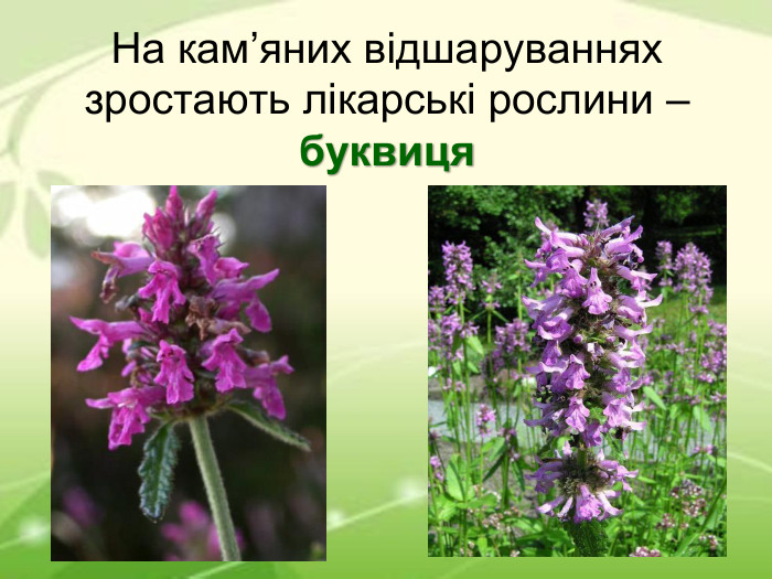 На кам’яних відшаруваннях зростають лікарські рослини – буквиця 	 
