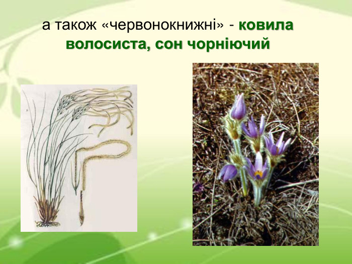 а також «червонокнижні» - ковила волосиста, сон чорніючий 