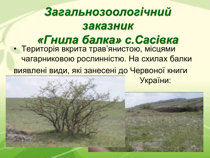 Загальнозоологічний заказник «Гнила балка» с.Сасівка Територія вкрита трав’янистою, місцями чагарниковою рослинністю. На схилах балки виявлені види, які занесені до Червоної книги              України: 