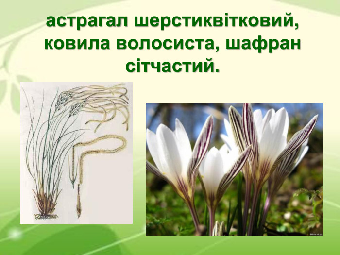 астрагал шерстиквітковий, ковила волосиста, шафран сітчастий. 	 