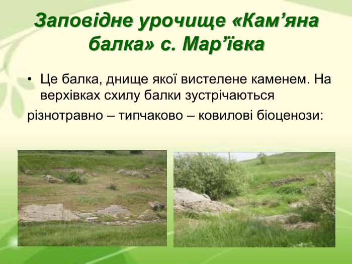 Заповідне урочище «Кам’яна балка» с. Мар’ївка Це балка, днище якої вистелене каменем. На верхівках схилу балки зустрічаються різнотравно – типчаково – ковилові біоценози: 