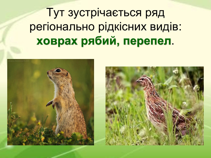 Тут зустрічається ряд регіонально рідкісних видів: ховрах рябий, перепел. 