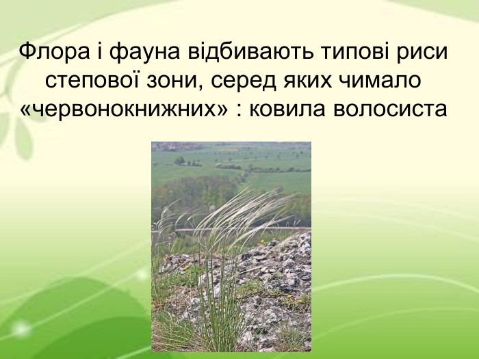 Флора і фауна відбивають типові риси степової зони, серед яких чимало «червонокнижних» : ковила волосиста  