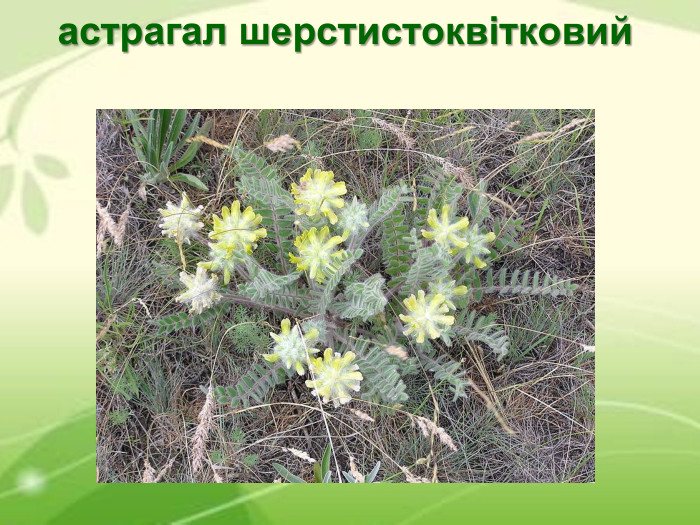 астрагал шерстистоквітковий  