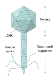 http://upload.wikimedia.org/wikipedia/commons/thumb/1/15/Lambda_phage_uk.svg/180px-Lambda_phage_uk.svg.png