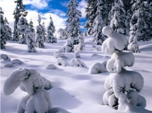 D:\КАРТИНКИ\Пейзаж\Лес\Winter Pines,Willamette National Forest....jpg