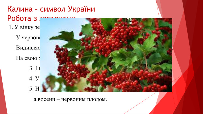 Калина – символ України. Робота з загадками. У вінку зеленолистім, 2. Стоїть дід над водою У червоному намисті З червоною бородою. Видивляється у воду Хто не йде – не мине, На свою хорошу вроду. За борідку ущипне.	3. І не дівчина, а червоні стрічки має.	4. У лісі на горісі червоні хустки висять.	5. Навесні білим цвітом, а восени – червоним плодом.