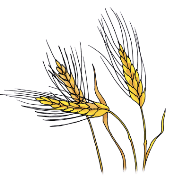 рис 20-01 пшеница.png