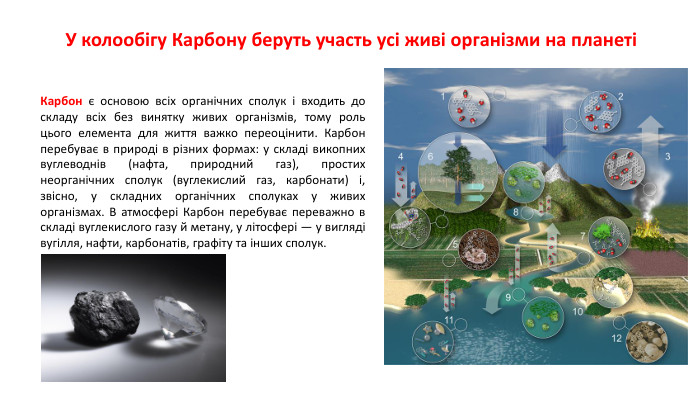 Карбон є основою всіх органічних сполук і входить до складу всіх без винятку живих організмів, тому роль цього елемента для життя важко переоцінити. Карбон перебуває в природі в різних формах: у складі викопних вуглеводнів (нафта, природний газ), простих неорганічних сполук (вуглекислий газ, карбонати) і, звісно, у складних органічних сполуках у живих організмах. В атмосфері Карбон перебуває переважно в складі вуглекислого газу й метану, у літосфері — у вигляді вугілля, нафти, карбонатів, графіту та інших сполук. У колообігу Карбону беруть участь усі живі організми на планеті