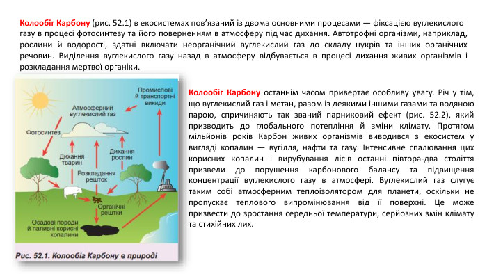 Колообіг Карбону (рис. 52.1) в екосистемах пов’язаний із двома основними процесами — фіксацією вуглекислого газу в процесі фотосинтезу та його поверненням в атмосферу під час дихання. Автотрофні організми, наприклад, рослини й водорості, здатні включати неорганічний вуглекислий газ до складу цукрів та інших органічних речовин. Виділення вуглекислого газу назад в атмосферу відбувається в процесі дихання живих організмів і розкладання мертвої органіки. Колообіг Карбону останнім часом привертає особливу увагу. Річ у тім, що вуглекислий газ і метан, разом із деякими іншими газами та водяною парою, спричиняють так званий парниковий ефект (рис. 52.2), який призводить до глобального потепління й зміни клімату. Протягом мільйонів років Карбон живих організмів виводився з екосистем у вигляді копалин — вугілля, нафти та газу. Інтенсивне спалювання цих корисних копалин і вирубування лісів останні півтора-два століття призвели до порушення карбонового балансу та підвищення концентрації вуглекислого газу в атмосфері. Вуглекислий газ слугує таким собі атмосферним теплоізолятором для планети, оскільки не пропускає теплового випромінювання від її поверхні. Це може призвести до зростання середньої температури, серйозних змін клімату та стихійних лих.